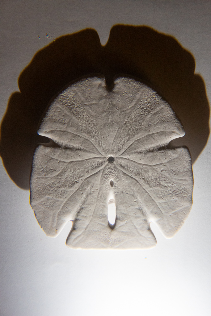 2nd PrizeAssigned Pictorial In Class 1 By Donna Hitchens For Sand Dollar Shadow JAN-2021.jpg